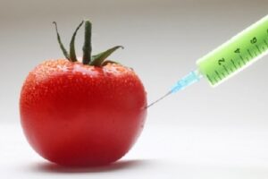 gmo_tomato_injection-300×200