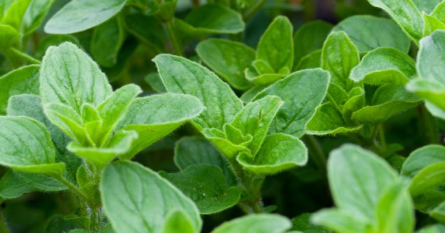 oregano_facebook-768×403