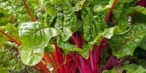 seskoulo-550×330-300×180